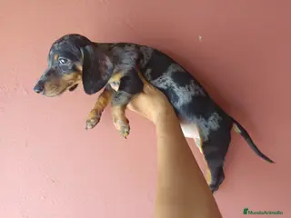 Teckel Miniatura perros Teckel arlequín - Anuncio 42