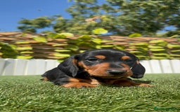 Teckel Miniatura perros en venta: TECKEL MINIATURA - Imagen 17