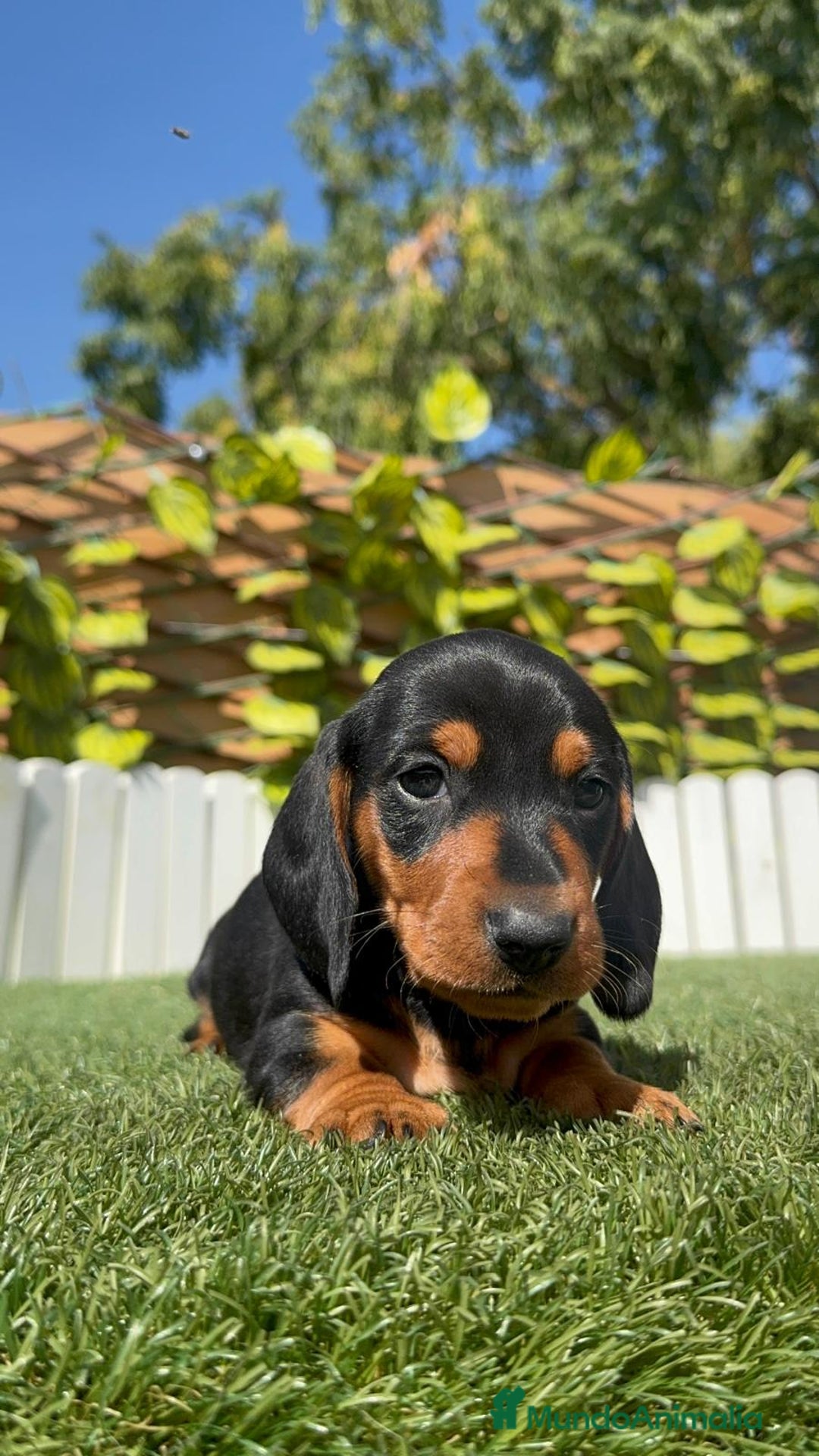 Teckel Miniatura perros en venta: TECKEL MINIATURA - Imagen 17