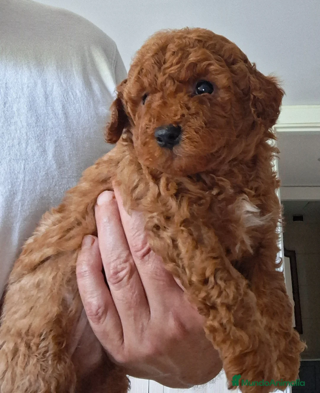Caniche Toy perros en venta: Caniches Toy - Anuncio 2