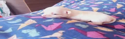 Chihuahua perros en venta: Camada Flapi Chihuahua  - Anuncio 12