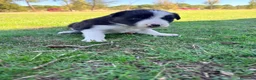 Border Collie perros en venta: Border collie - Anuncio 23