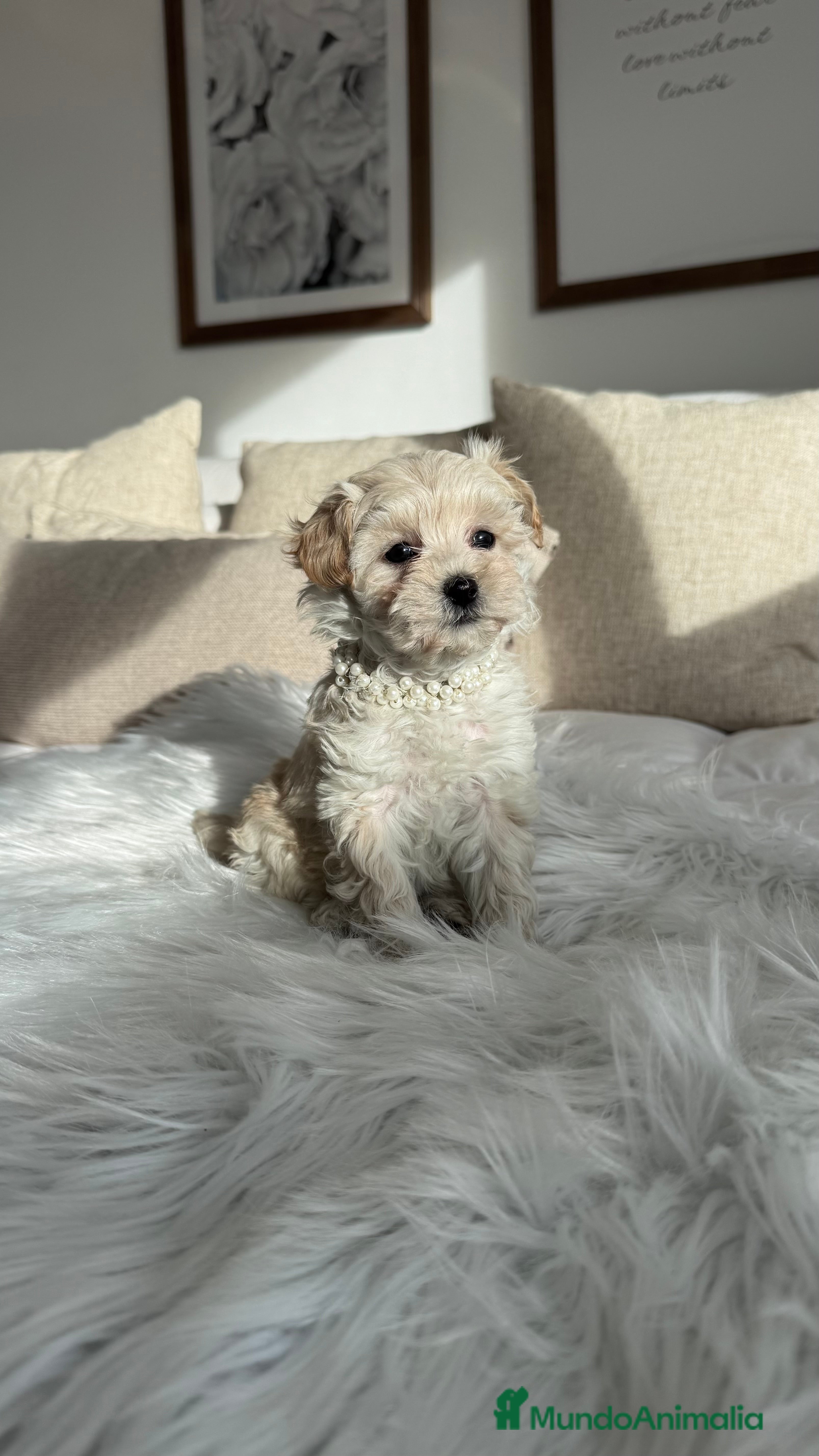 Maltipoo perros Maltipoo hembra - Anuncio 9