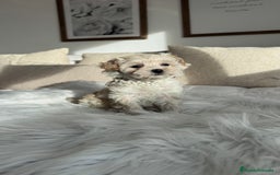 Maltipoo perros en venta: Maltipoo hembra - Anuncio 1