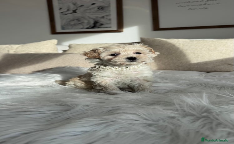 Maltipoo perros Maltipoo hembra - Anuncio 3