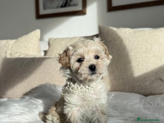 Maltipoo perros Maltipoo hembra - Anuncio 3