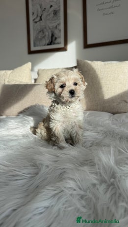Maltipoo perros Maltipoo hembra - Anuncio 4