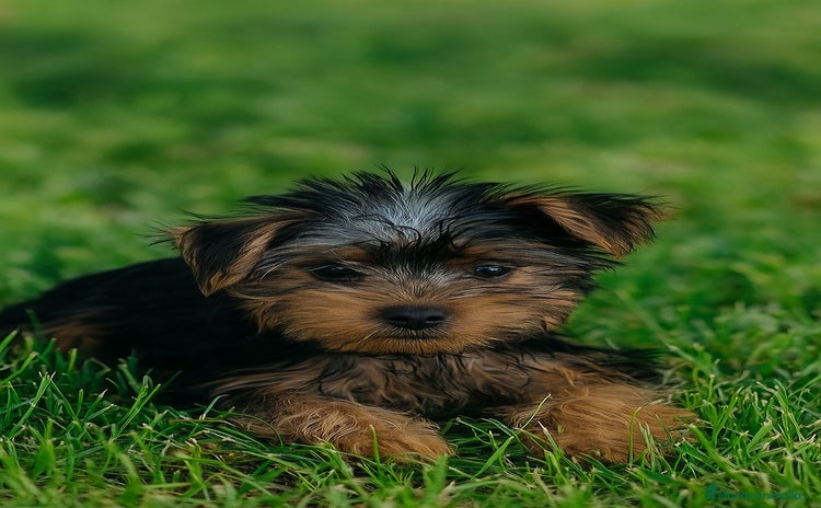 Yorkshire Terrier perros - Anuncio 3