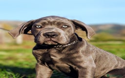 Cane Corso perros en venta: Preciosos cachorros de Cane corso - Anuncio 13