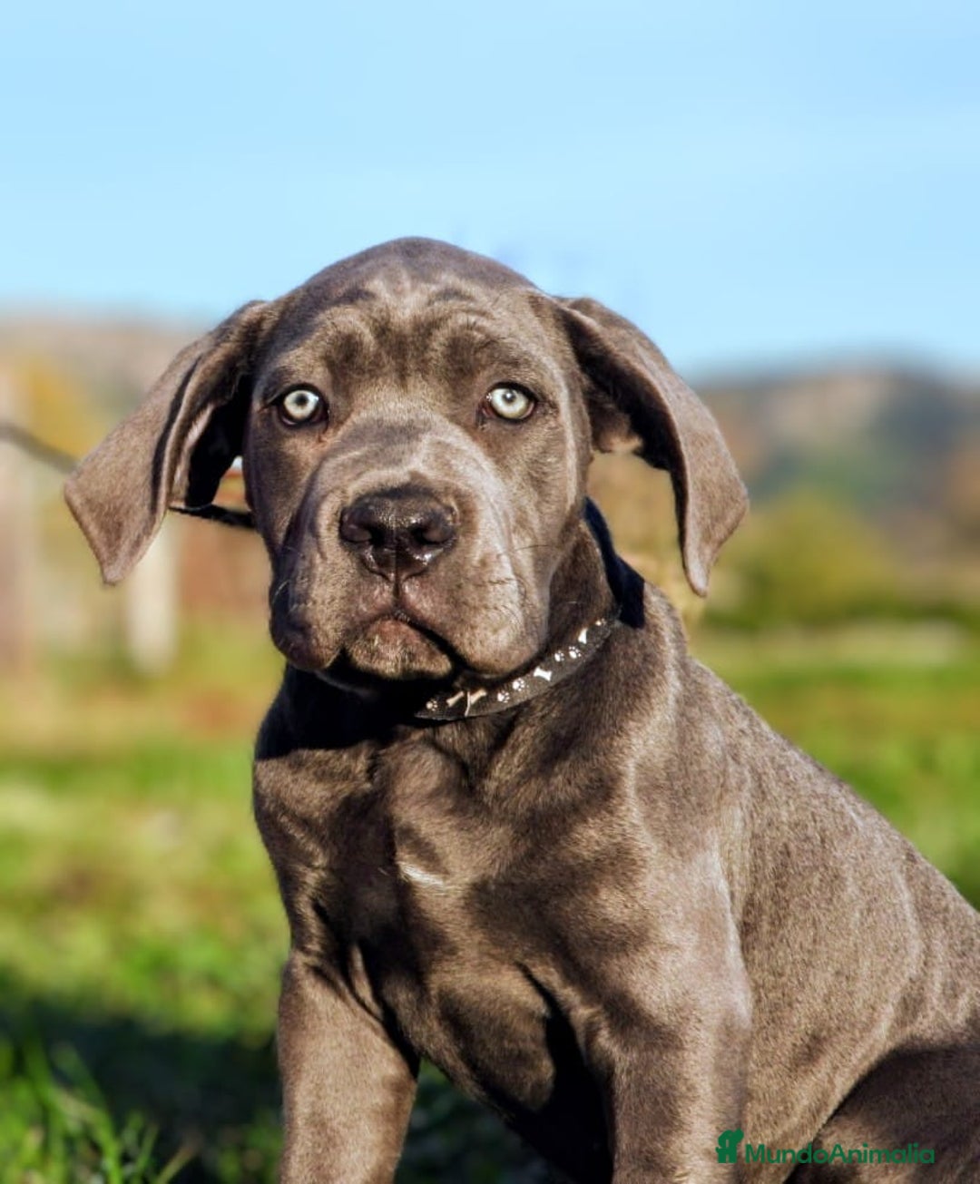 Cane Corso perros en venta: Preciosos cachorros de Cane corso - Anuncio 13