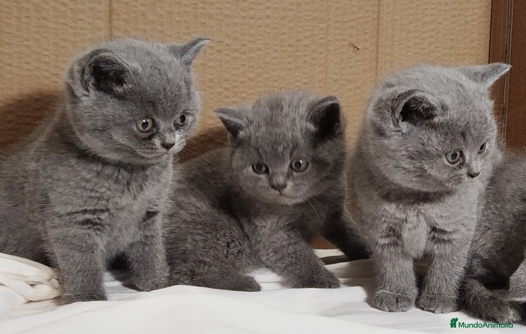 Británico de Pelo Corto gatos en venta: British Shorthair  - Anuncio 14