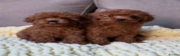 Caniche Toy perros en venta: ‼️‼️CANICHES 50% ASIÁTICOS - Anuncio 2
