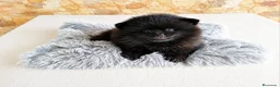 Pomerania perros en venta: Pomerania Toy - Anuncio 25
