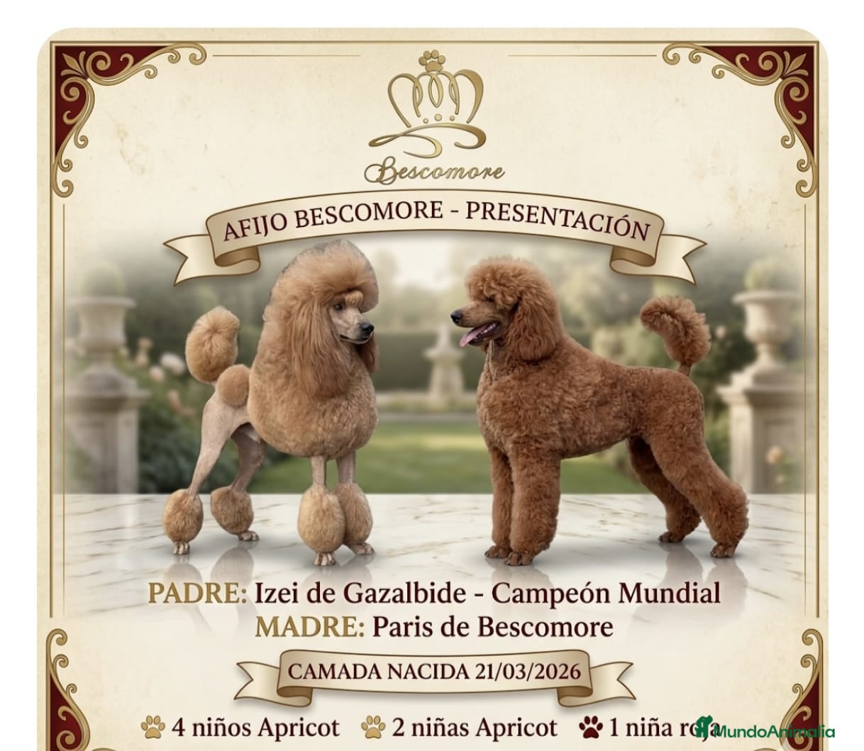 Caniche Gigante perros Caniches gigantes  - Anuncio 1