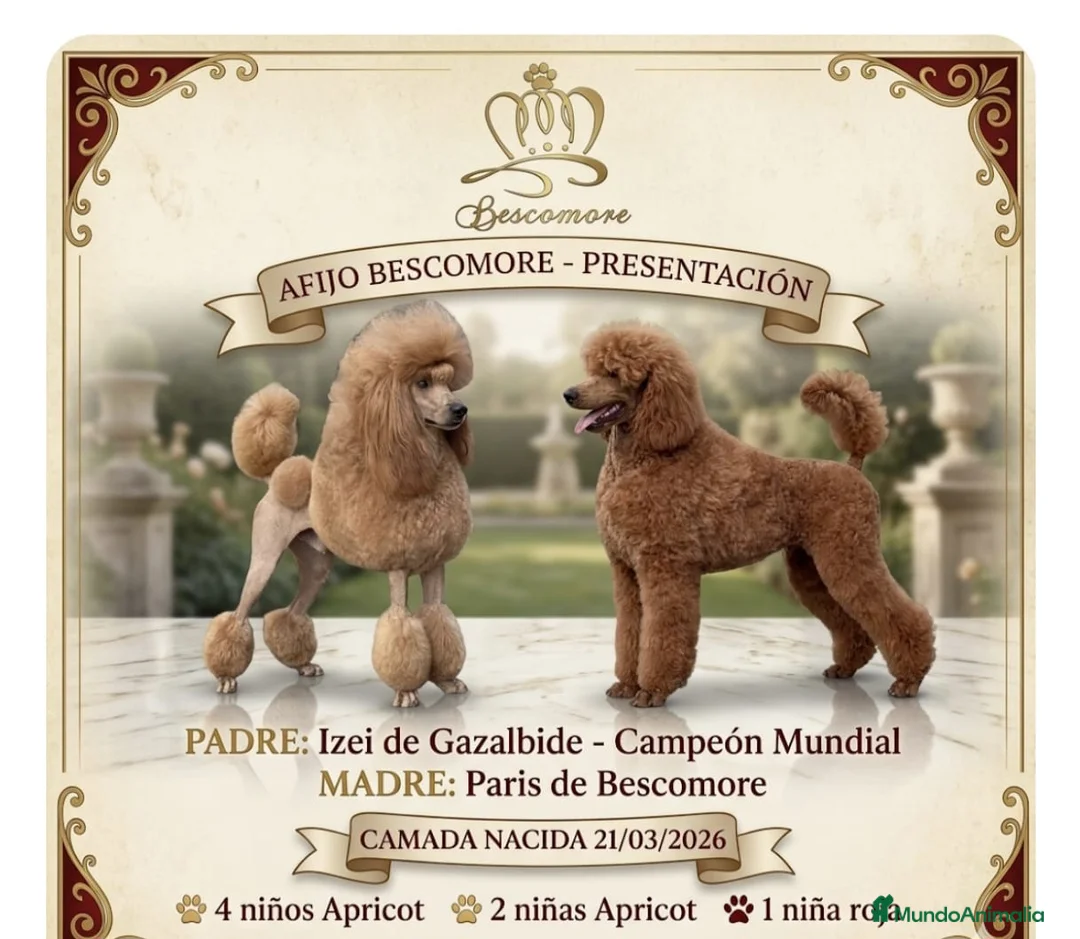 Caniche Gigante perros en venta: Caniches gigantes  - Anuncio 1