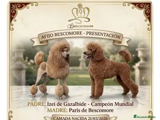 Caniche Gigante perros Caniches gigantes - Anuncio 1