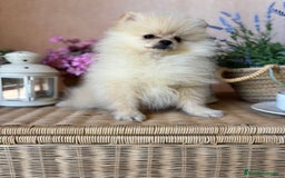Pomerania perros en venta: Pomerania Macho disponible fotos actuales  - Imagen 8