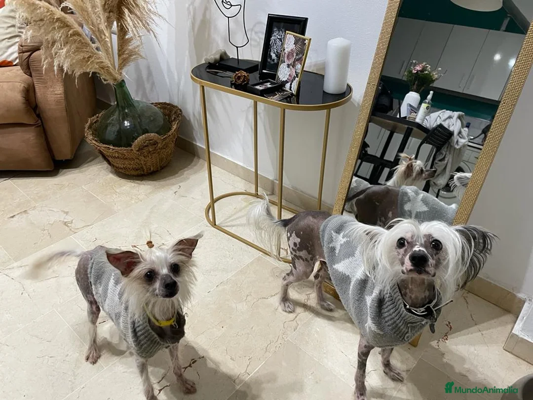 Perro Crestado Chino perros en venta: Crestados Chinos sin pelo. - Anuncio 2