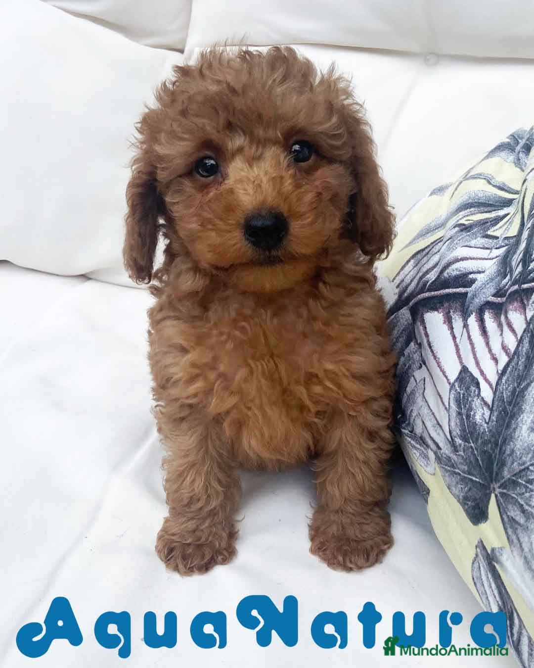 Caniche Mediano perros Caniche Macho 7353 de Camila - AQUANATURA en Barcelona - Anuncio 8