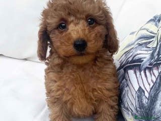 Caniche Mediano perros Caniche Macho 7353 de Camila - AQUANATURA en Barcelona - Anuncio 8