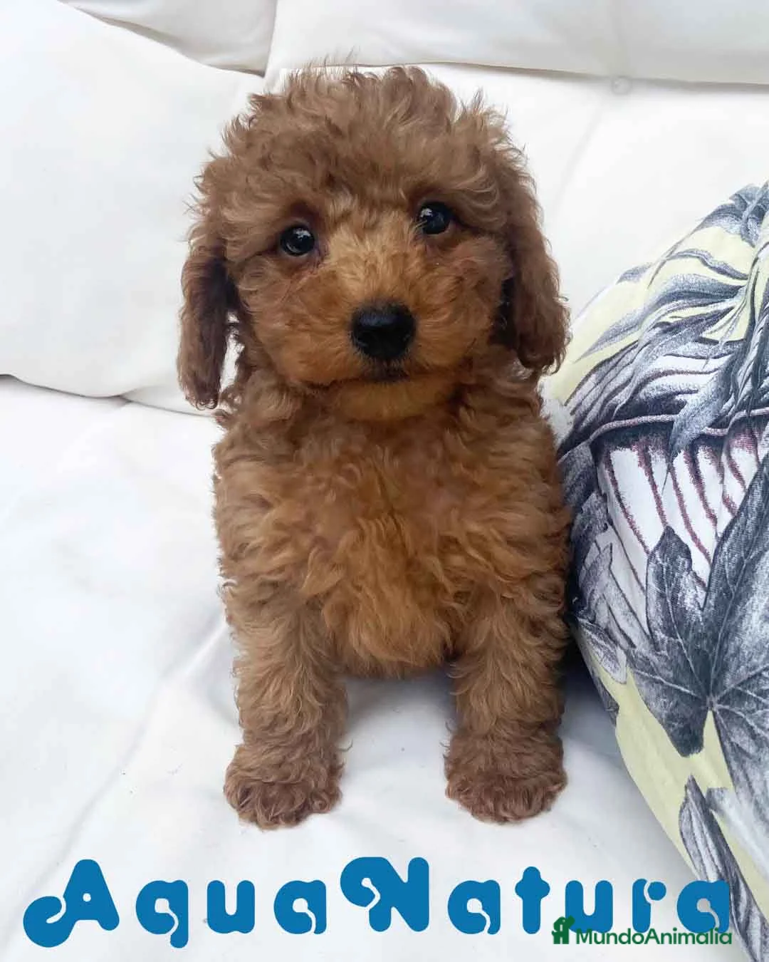 Caniche Mediano perros en venta: Caniche Macho 7353 de Camila - AQUANATURA en Barcelona - Anuncio 1