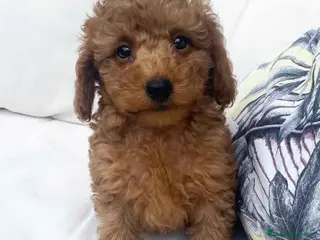 Caniche Mediano perros Caniche Macho 7353 de Camila - AQUANATURA en Barcelona - Anuncio 6