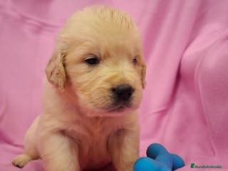 Golden Retriever perros GOLDEN RETRIEVER - Anuncio 7
