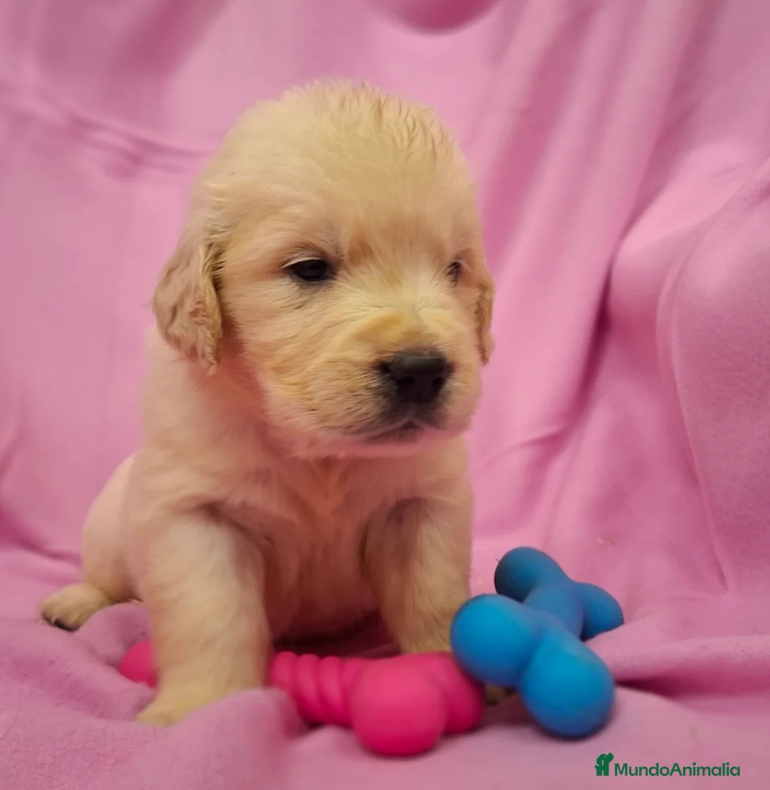 Golden Retriever perros en venta: GOLDEN RETRIEVER  - Anuncio 1