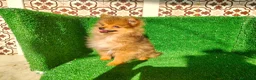 Pomerania perros en venta: Pomerania  - Anuncio 21