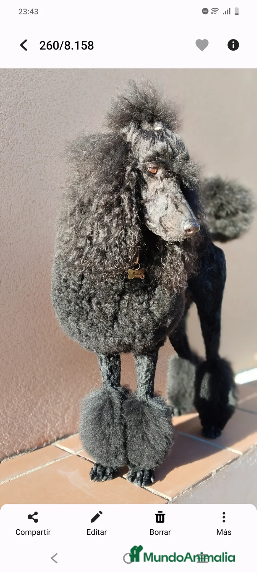 Caniche Gigante perros en venta: Cachorros de caniche gigante - Anuncio 8