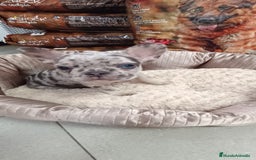 Bulldog Francés perros en venta: CACHORROS BULLDOG FRANCÉS MERLE BLUE - Imagen 3