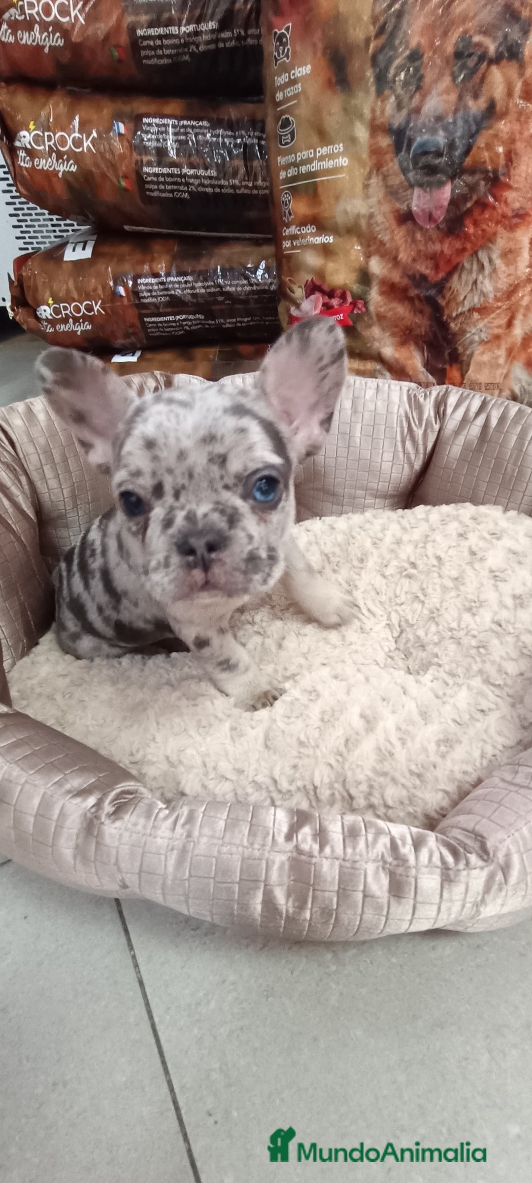 Bulldog Francés perros en venta: CACHORROS BULLDOG FRANCÉS MERLE BLUE - Imagen 3