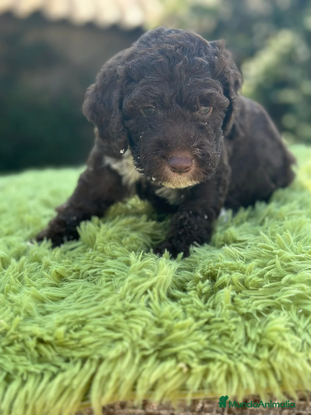 Perro de Agua Español perros en venta: Perro de agua chocolate - Anuncio 4