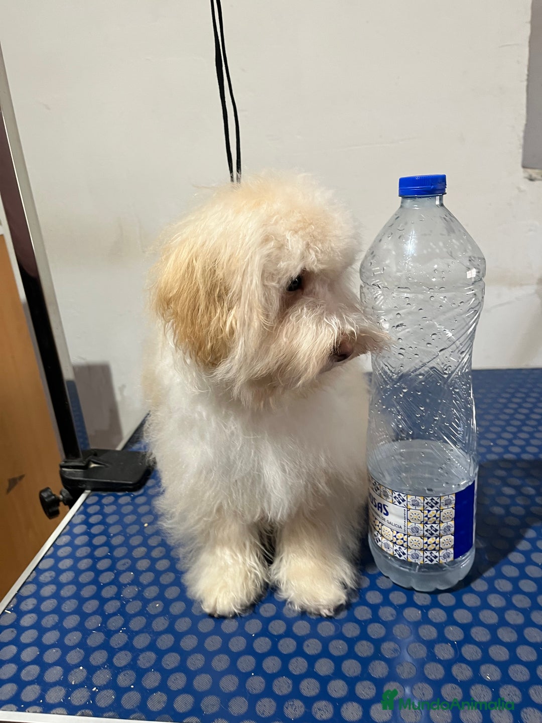 Maltipoo perros en venta: Maltipoo  - Anuncio 2