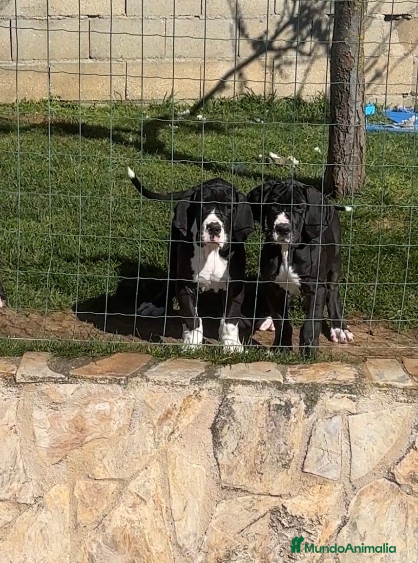 Dogo Alemán perros Camada de dogo aleman - Anuncio 1