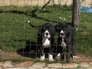 Dogo Alemán perros en venta: Camada de dogo aleman - Anuncio 4