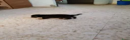 Pastor Alemán perros en venta: Cachorros de pastor alemán🐶🐾 - Anuncio 5
