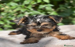 Yorkshire Terrier perros en venta: Yorkshire Toy macho  - Imagen 4
