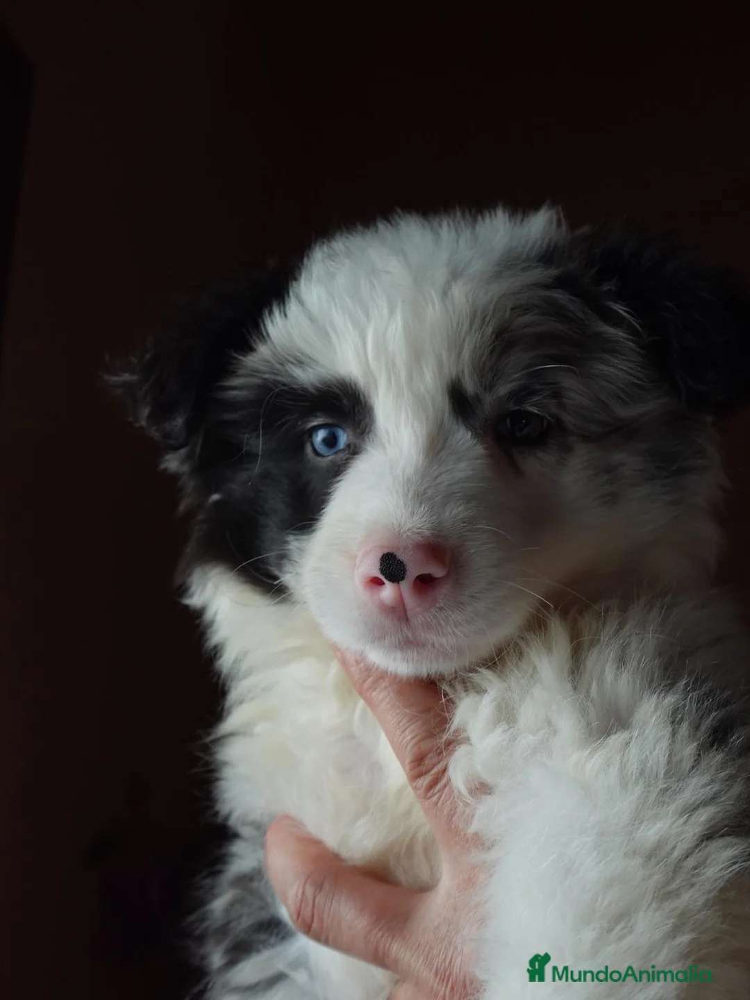 Border Collie perros en venta: BORDER COLLIE MERLE  - Anuncio 3