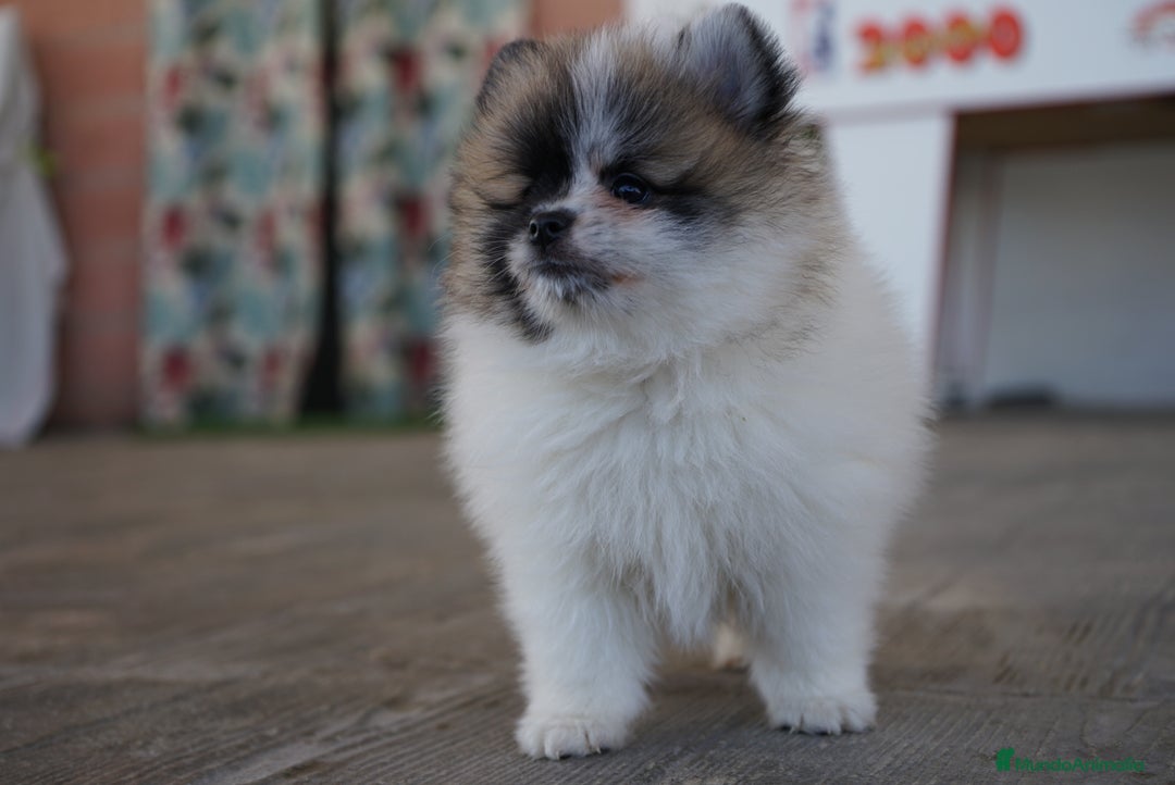 Pomerania perros en venta: 🐾 Roscón, Monk y Prodigy – Pomerania únicos 🐾 - Imagen 7