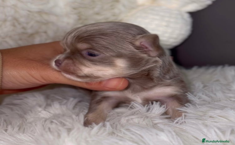 Chihuahua perros - Anuncio 3