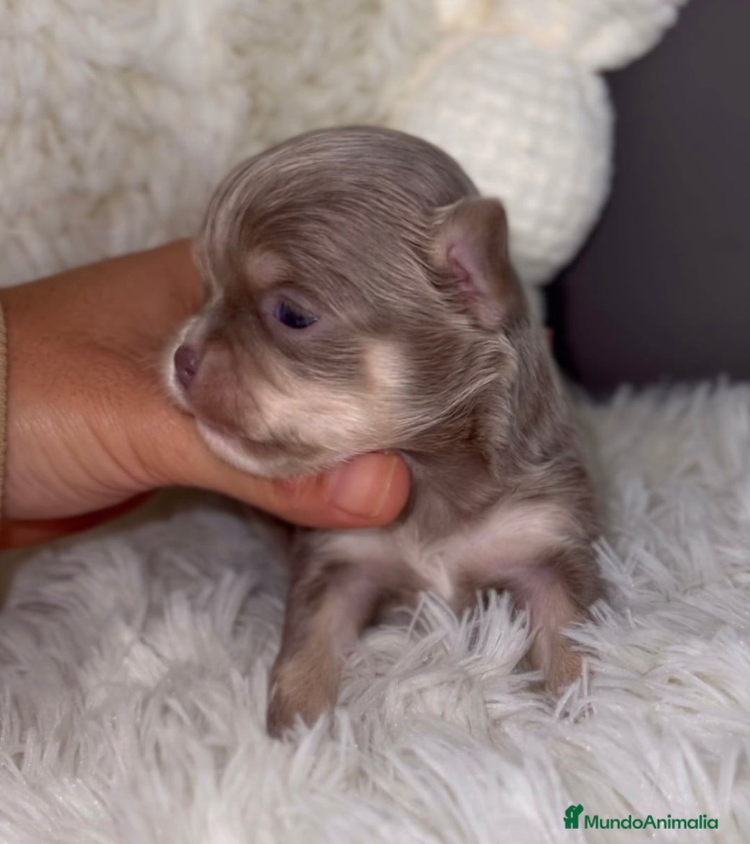 Chihuahua perros en venta: PRECIOSA CHIHUAHUA PELO LARGO - Imagen 1