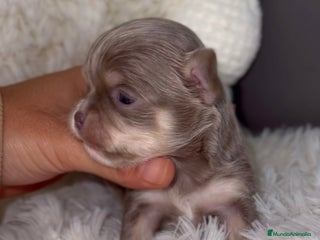 Chihuahua perros - Anuncio 29