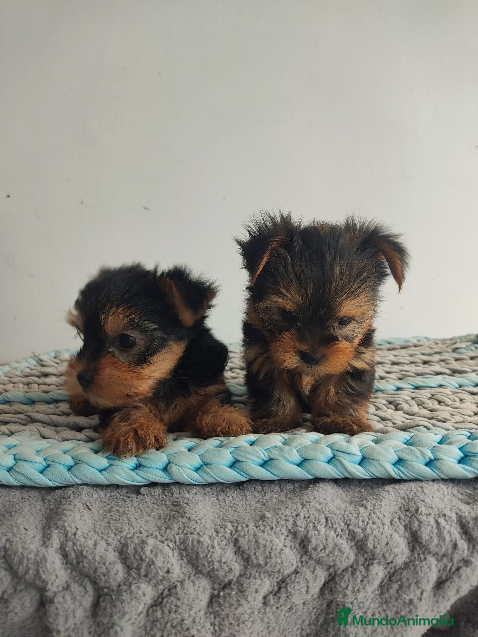 Yorkshire Terrier perros Yorkshire miniatura  - Anuncio 6