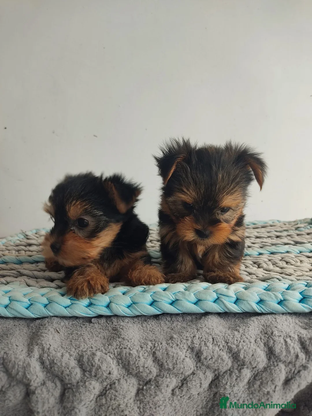 Yorkshire Terrier perros en venta: Yorkshire miniatura  - Anuncio 1