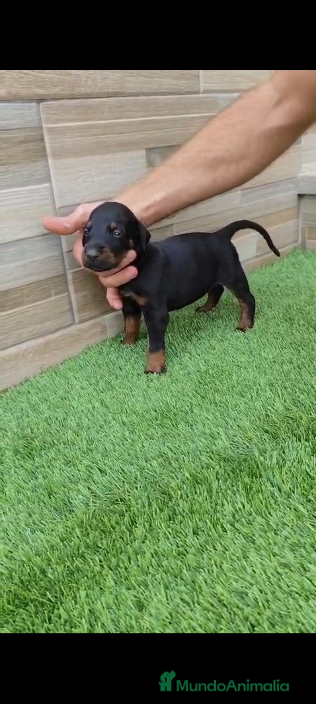 Dobermann perros en venta: Doberman  - Imagen 8