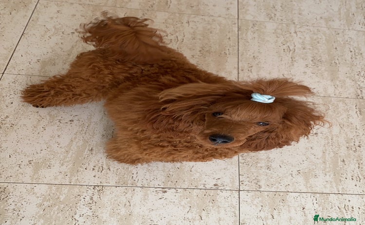 Caniche Toy perros - Anuncio 8