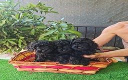 Caniche Toy perros en venta: Caniche - Imagen 1