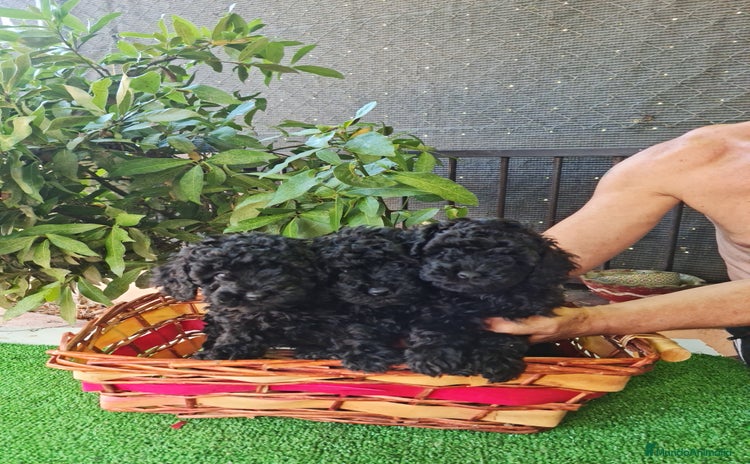 Caniche Toy perros - Propaganda 1