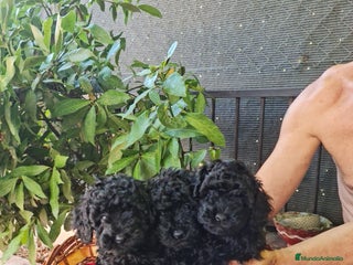 Caniche Toy perros - Anuncio 11